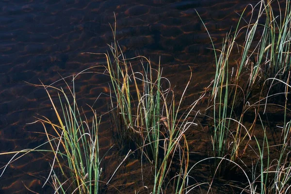 Gros Plan Herbe Longue Poussant Dans Lac — Photo