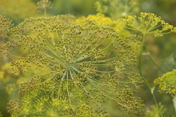 Zdjęcie Bliska Koperkowej Rośliny Aromatycznej Rosnącej Polu Pod Słońcem — Zdjęcie stockowe