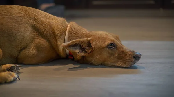 Ένα Επιλεκτικό Καφέ Σκυλί Που Αναπαύεται Στο Ξύλινο Πάτωμα — Φωτογραφία Αρχείου
