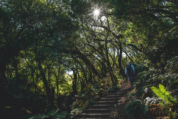Gyönyörű Kilátás Egy Emberre Lépcsőn Egy Zöld Erdőben Egy Napsütéses — Stock Fotó