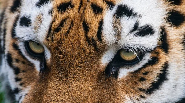 Sebuah Gambar Close Rincian Pada Harimau Bengal Yang Indah Hutan — Stok Foto