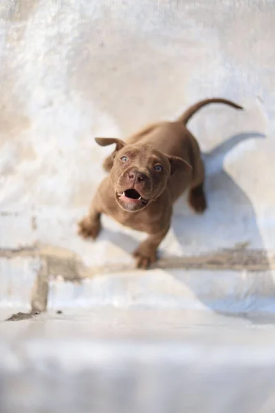 Hummer Strażnik Amerykański Pitbull Terrier — Zdjęcie stockowe