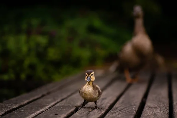 一只小野鸭在木板地板上与模糊的母鸭在花园里的浅浅的聚焦点 — 图库照片