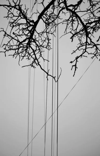Faible Angle Vertical Branches Nues Arbre Contre Des Fils Électriques — Photo