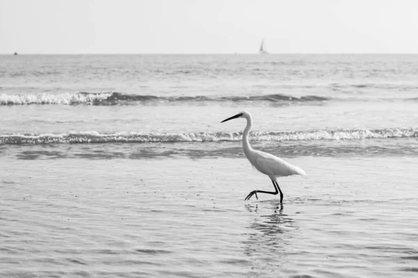 Серый Снимок Большой Цапли Ardea Alba Гуляющей Пляжу — стоковое фото