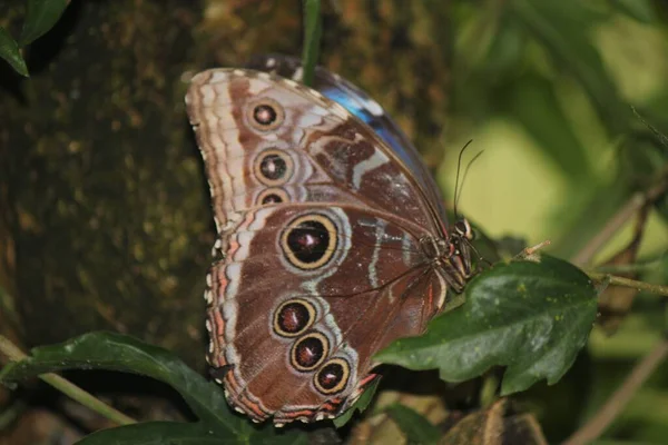 Sowa Motyl Caligo Spoczywa Liściu Drzewa — Zdjęcie stockowe