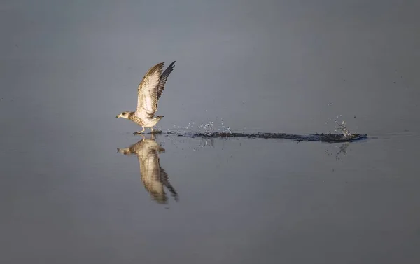 Egy Közönséges Sirály Larus Canus Repül Víz Felett — Stock Fotó