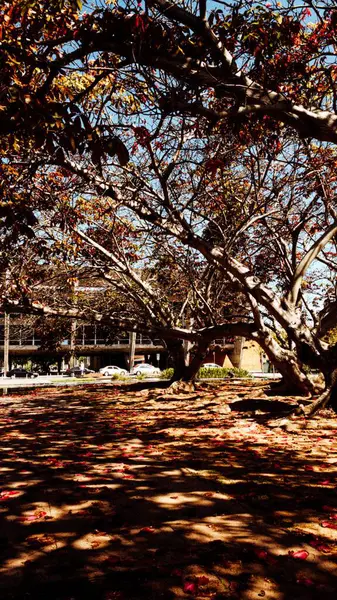 里约热内卢一个美丽的树景及其在花园中的倒影 — 图库照片
