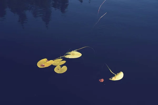 スイレンの葉がスバルダルスタージェナ湖の表面に浮かんでいます — ストック写真
