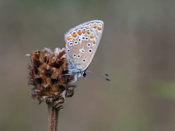 Zbliżenie Chapman Niebieski Polyommatus Thersites Motyl Stojący Suchej Roślince — Zdjęcie stockowe