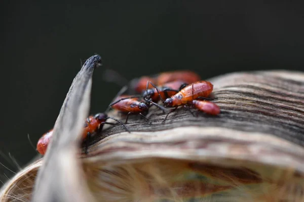 Kırmızı Karıncaların Yakın Plan Görüntüsü Gün Işığında Bir Tarlada Bulanık — Stok fotoğraf