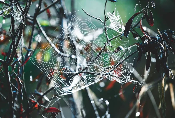 Eine Nahaufnahme Von Details Auf Einem Nassen Spinnennetz Auf Ästen — Stockfoto