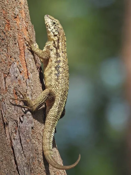 Closeup Shot Curly Tailed Lizard Tree — Stock Photo, Image