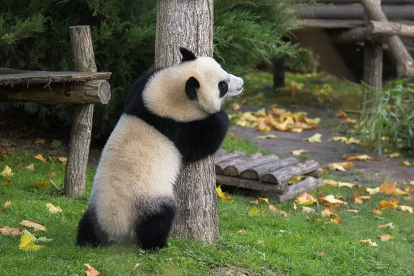 Seorang Bayi Panda Raksasa Memanjat Pohon Hewan Lucu — Stok Foto