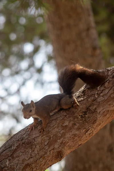Tiro Vertical Esquilo Árvore — Fotografia de Stock