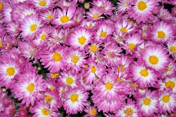 Közelkép Rózsaszín Fehér Krizantém Virágokról — Stock Fotó