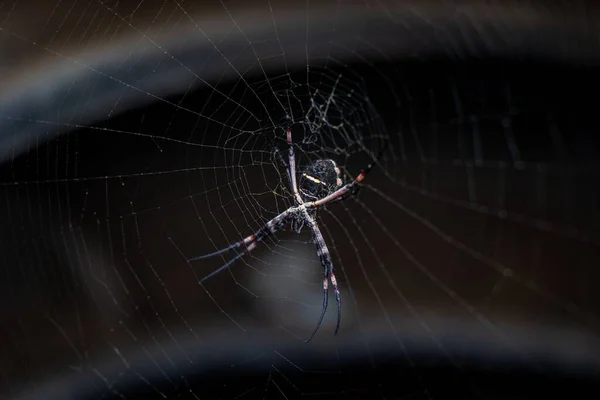 Detailní Záběr Argiopského Keyserlingi Pavouka Webu — Stock fotografie