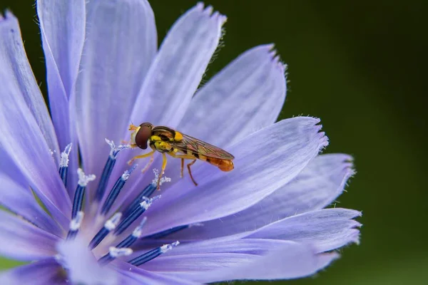 stock image A closeup of a long hoverfly perched on a flower against the blurred background