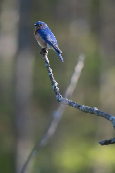 东方蓝鸟在树枝上的垂直照片 — 图库照片