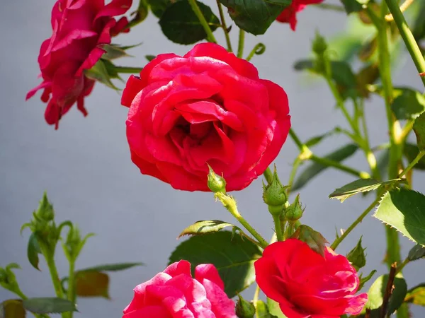 緑の葉に囲まれた庭の赤い庭のバラのクローズアップショット — ストック写真