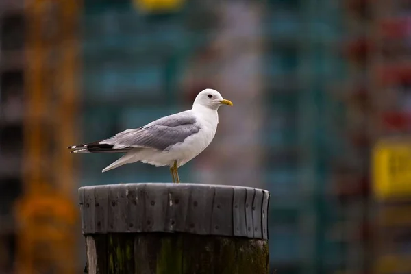 海鸥在木杆上栖息的海鸥的选择性聚焦镜头 — 图库照片