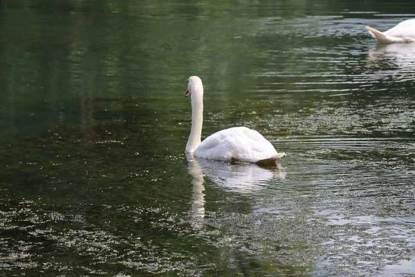 Крупный План Изящного Немого Лебедя Плавающего Живописном Озере — стоковое фото