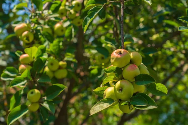 Zbliżenie Ujęcia Dojrzałych Zielonych Czerwonych Jabłek Drzewie Sadów — Zdjęcie stockowe
