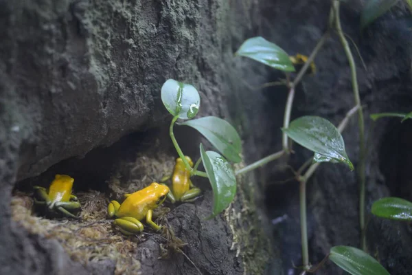 Closeup Hispaniolan Yellow Tree Frogs Stones Covered Climbing Plants Rain — Stock Photo, Image