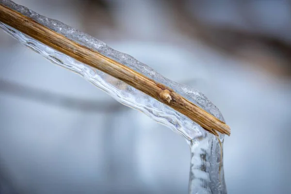 Bulanık Bir Arkaplana Karşı Buzla Kaplı Ahşap Bir Çubuk Yakın — Stok fotoğraf