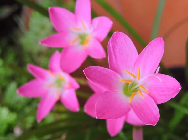 Zephyranthes Rosea Allgemein Bekannt Als Kubanische Zephyrlilie Rosa Regenlilie Rosenelfe — Stockfoto