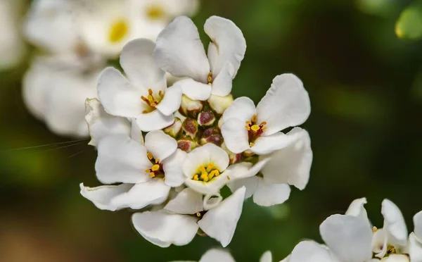 Closeup Shot Beautiful White Flowers Found Growing Wild — Stock Photo, Image