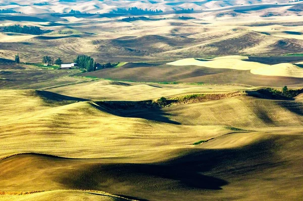 Krásný Výhled Pšeničnou Zemědělskou Půdu Valivým Povrchem Kopce Palouse — Stock fotografie