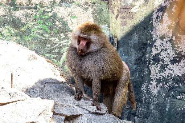 一只狒狒在动物园岩石表面的特写镜头 — 图库照片