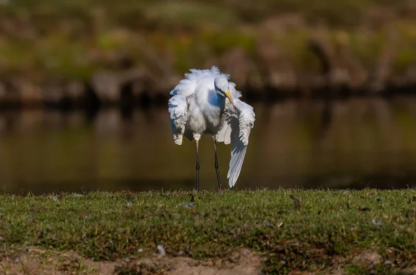 Krásný Záběr Velkého Bílého Ptáka Stojícího Krajině — Stock fotografie