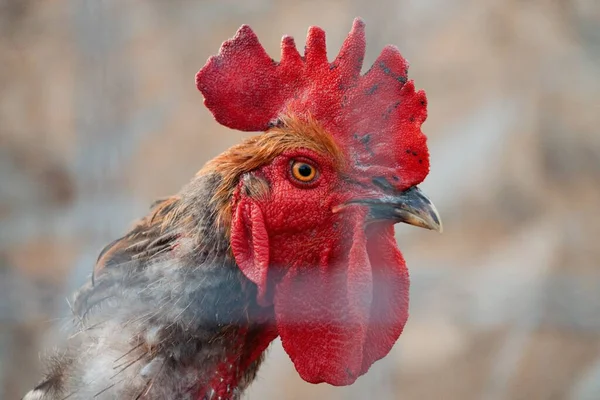 Rooster Head Metal Fence Looking Sharp — Stock Photo, Image