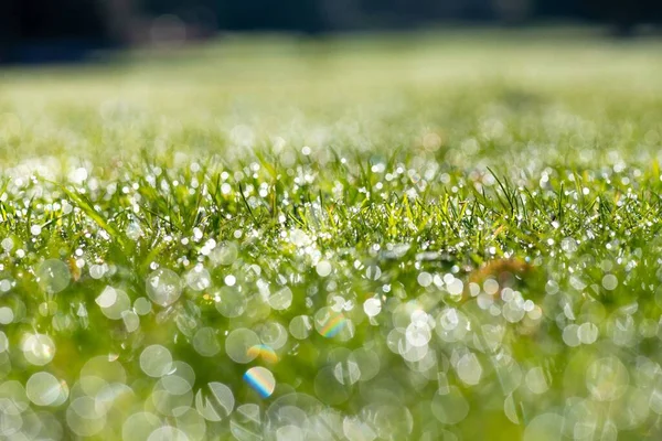 太陽の光で覆われた緑の芝生の選択的な焦点 — ストック写真