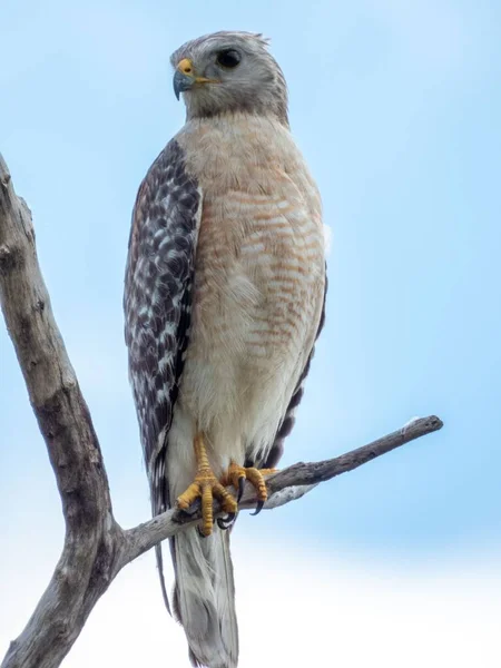 Closeup Shot Red Shouldered Hawk — Stock Photo, Image