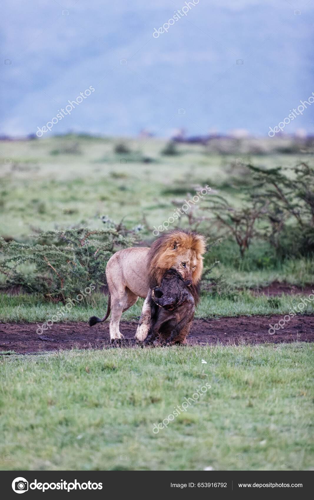 イボ マラ ケニアのマサイ マラで雄ライオンが狼獣を追いかける垂直ショット — ストック写真 © wirestock_creators #653916792