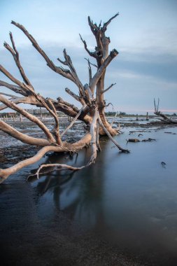 Bulutlu bir günde denizin kıyısındaki devrilmiş bir ağacın dikey uzun pozlama görüntüsü.