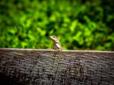 Tahta üzerinde küçük bir kertenkelenin yakın çekim görüntüsü.