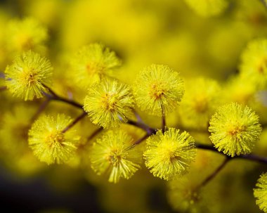 Wattle Flower 'ın seçici bir odağı