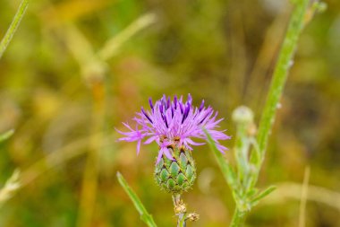 A shallow focus shot of a beautiful greater knapweed flower in a garden clipart