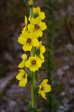 Açık havada yetişen güzel sarı çiçeklerin dikey yakın çekimi.