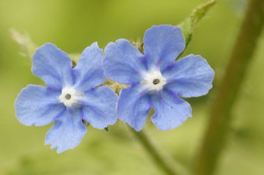 İki Evergreen Bugloss çiçeğinin yeşil arka plandaki bir tarlada makro çekimi.