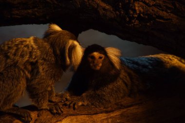 Bir ağaç gövdesinde dinlenen iki tüylü pigme marmoset.