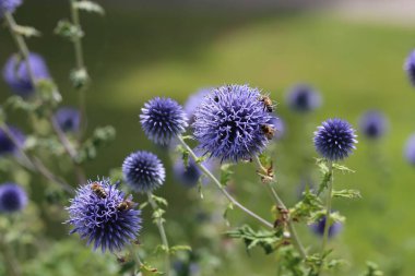 Bir tarlada Mordovnik 'ten (Echinops) nektar toplayan arıların seçici odak noktası