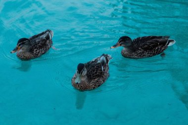 Suda yüzen üç Rouen ördeğinin güzel bir çekimi.