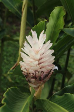 Bir bahçede dikey kızıl (Alpinia purpurata) bitkisi.