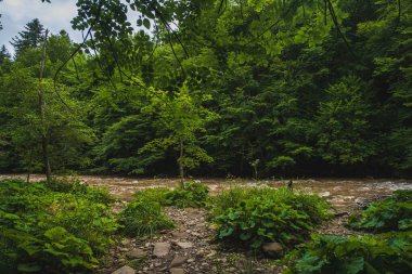 Polonya 'nın Bieszczady dağlarındaki yeşil bir ormandan akan bir nehrin manzarası.
