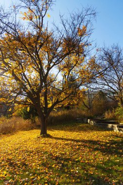 Tarladaki sık ağaçların havadan görünüşü